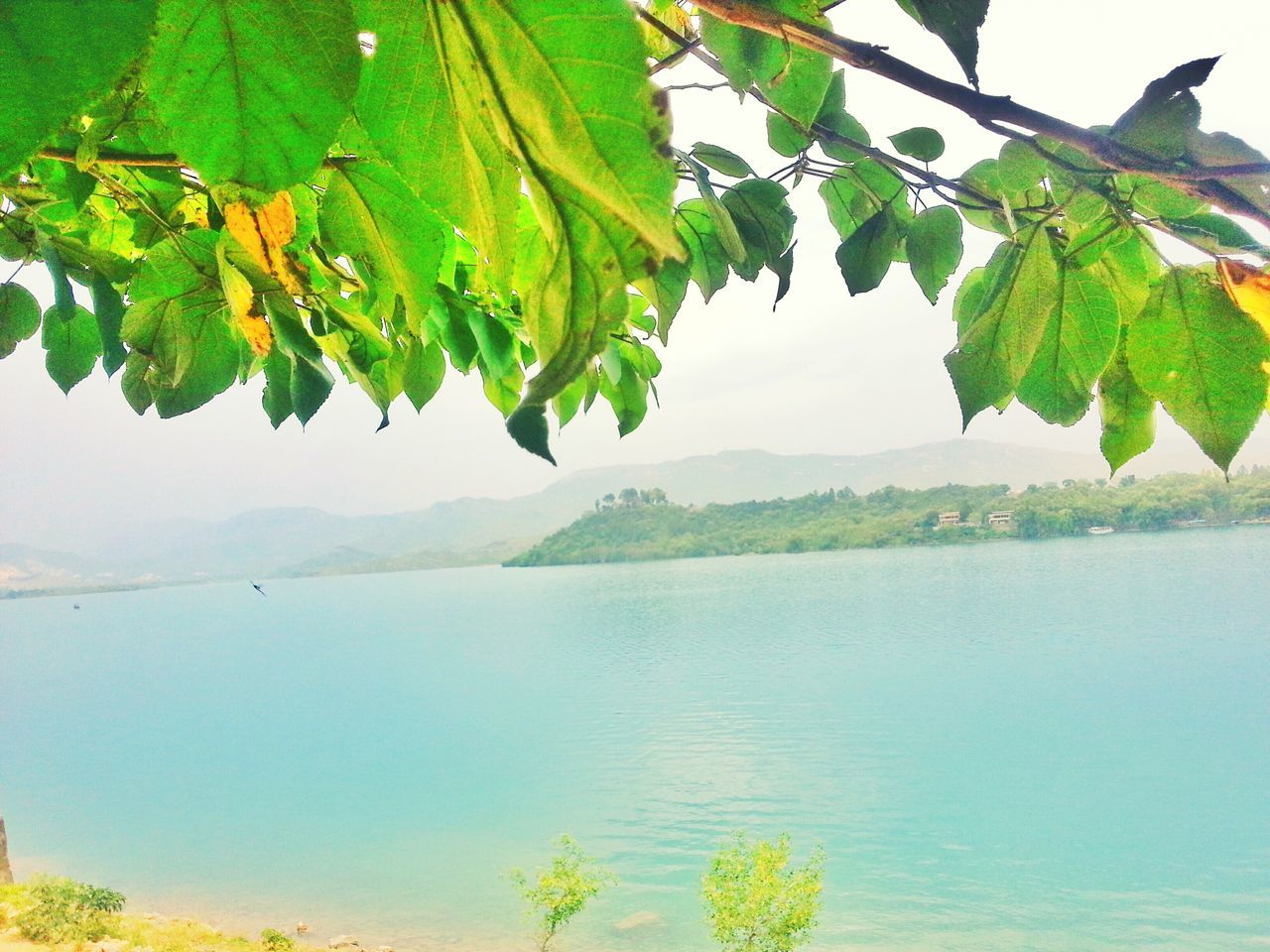 water, tranquility, tranquil scene, beauty in nature, leaf, scenics, nature, growth, tree, sea, lake, branch, plant, green color, idyllic, sky, clear sky, day, horizon over water, waterfront