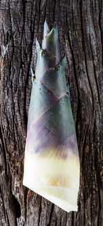 Close-up of ice cream on tree trunk