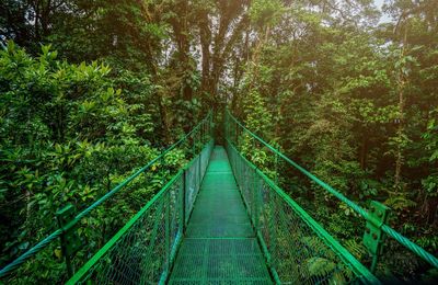 Panoramic view of footbridge amidst trees in forest