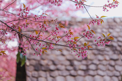 Low angle view of pink flowering tree