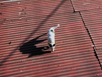 Bird on red brick wall