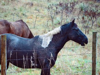 Horses standing in pen