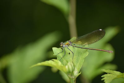 Close-up of insect on leaf