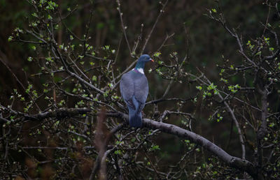 Bird perching on branch