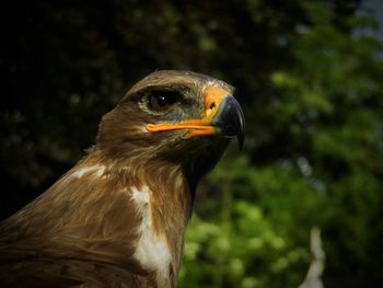 Close-up of a bird