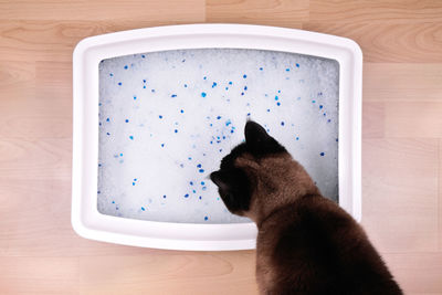 High angle view of cat smelling by litter box on table