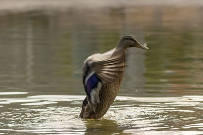 View of bird in lake