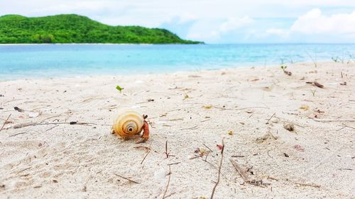 High angle view of shell on beach