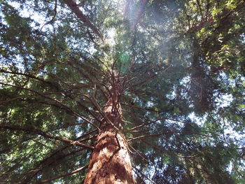 Low angle view of trees in forest