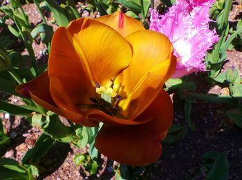 Close-up of flower