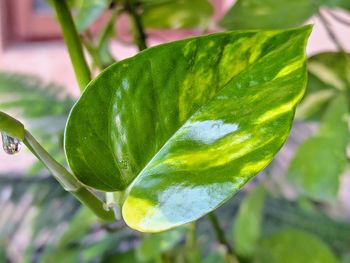 Close-up of green leaves on plant