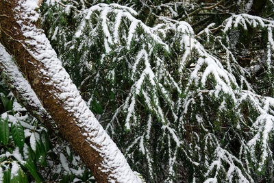 Close-up of frozen tree in forest
