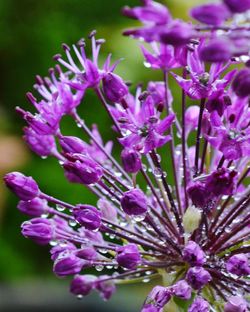 Close-up of purple flowers