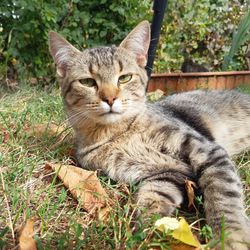 Portrait of a cat on field