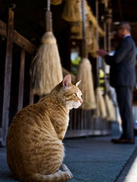 Side view of a cat looking at camera outside shinto shrine