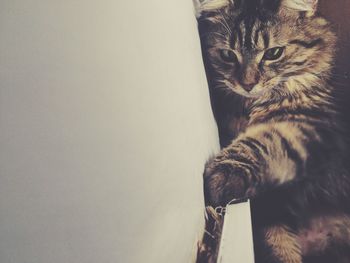 Portrait of cat relaxing on bed