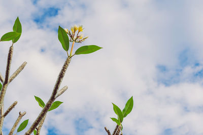 Low angle view of flowering plant against sky