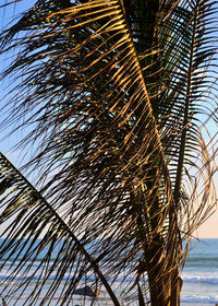 Low angle view of palm tree against sky