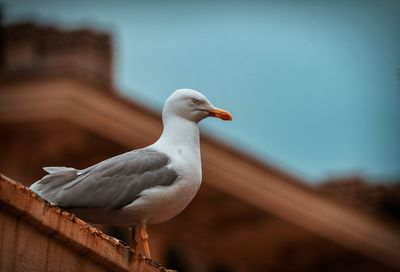 Close-up of seagull perching outdoors