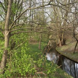 Narrow stream along bare trees in forest