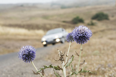 Close-up of thistle flower on field