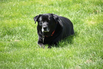 Portrait of black labrador sitting on grass