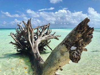 Dead tree on beach against sky