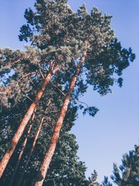 Low angle view of tree against sky