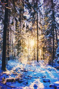 Sun shining through trees in forest