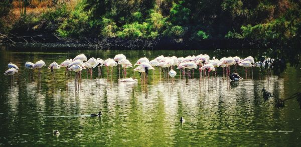 Birds in lake by trees