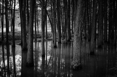 Trees in forest against sky