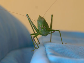 Close-up of insect on leaf