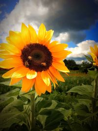 Sunflowers blooming on field against sky