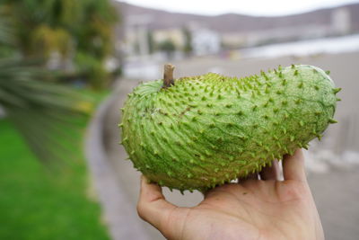 Cropped image of person holding fruit