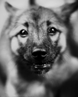 Close-up portrait of dog