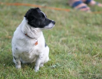 Dog looking away on field