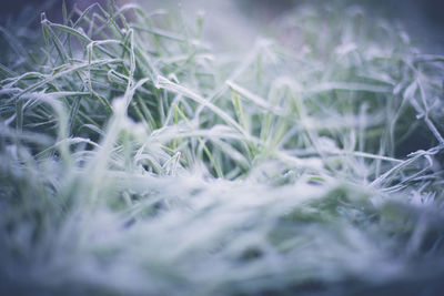 Close-up of fresh plants on field