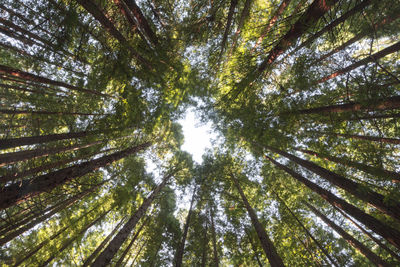 Low angle view of bamboo trees in forest