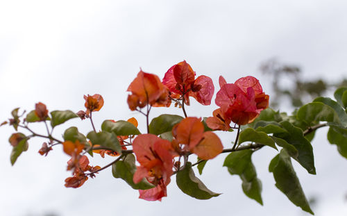 Close-up of red flowering plant against sky