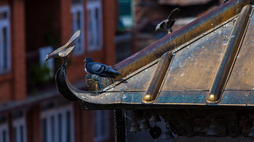 Close-up of bird perching on metal