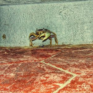 Close-up of red car on the wall