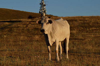 Horse standing in a field