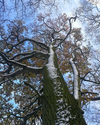 Low angle view of trees in forest