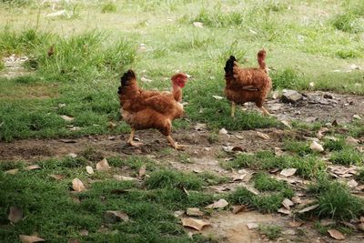 Chickens on field