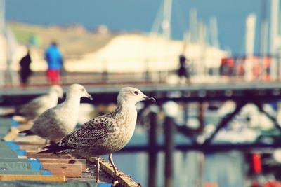 Close-up of seagull perching on riverbank against sky