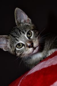 Close-up portrait of cat