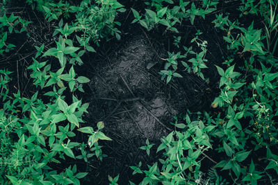 High angle view of ivy growing on field