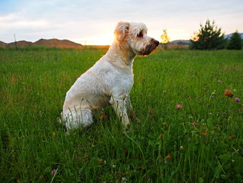 Close-up of dog on field against sky