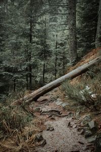 Trees in forest