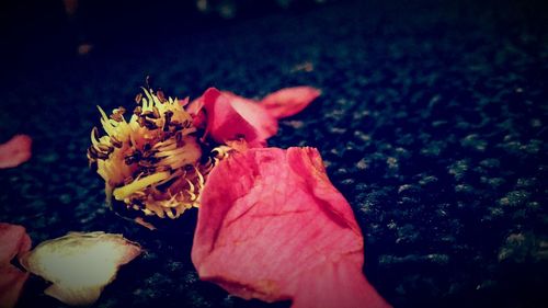 Close-up of flowers against blurred background